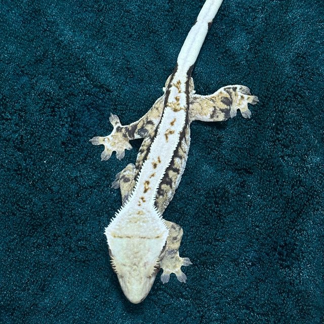 트라이 익스트림할리퀸 드리피 화이트핀