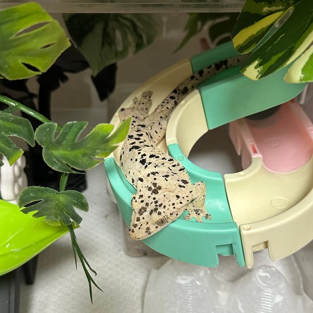 달마시안 슈퍼달마시안 노멀