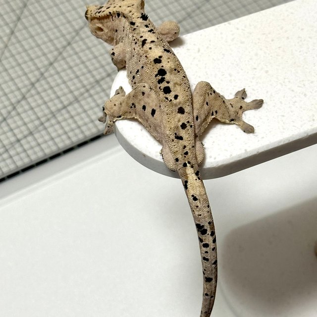 슈퍼달마시안 달마시안 노멀