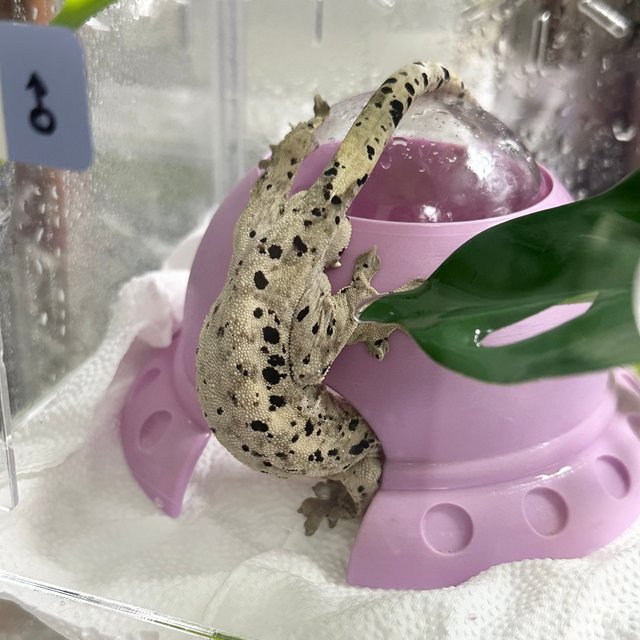 슈퍼달마시안 달마시안 노멀