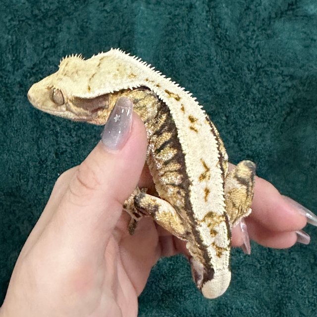 트라이 익스트림할리퀸 드리피 화이트핀