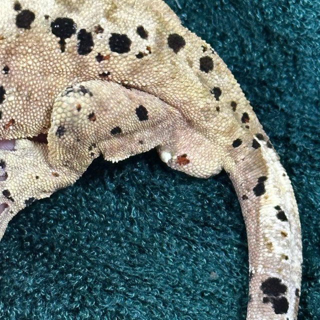 슈퍼달마시안 달마시안 노멀