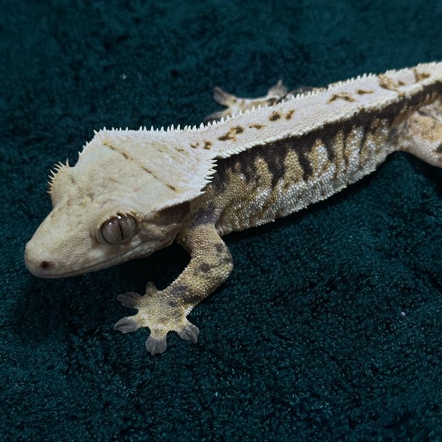 트라이 익스트림할리퀸 드리피 화이트핀