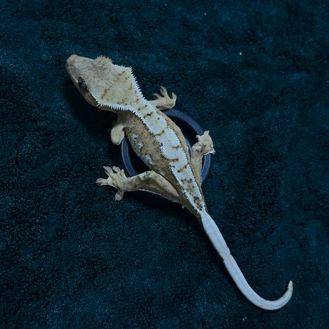 노멀 옐로우 크림시클 크림 화이트핀