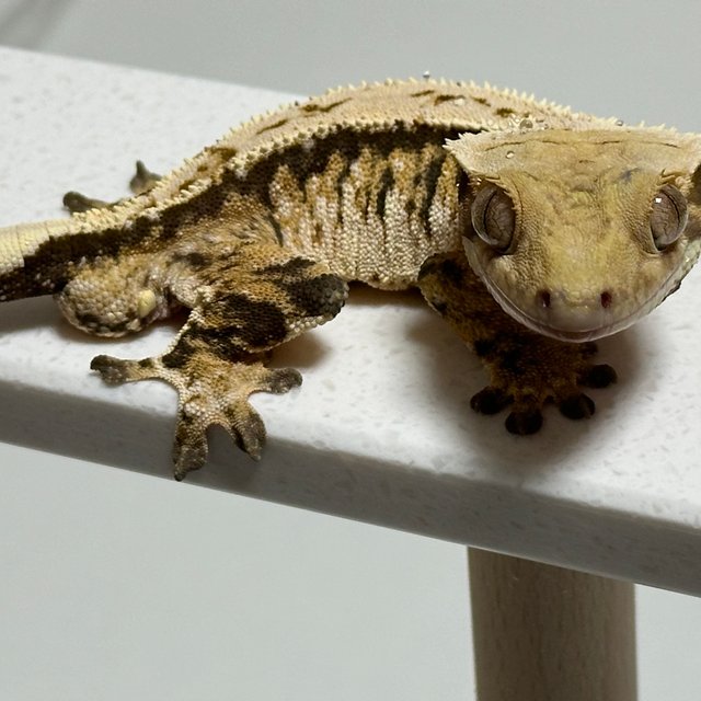 트라이 익스트림할리퀸 드리피 화이트핀