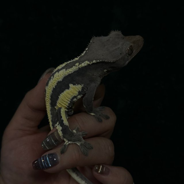 프라푸치노 쿼드