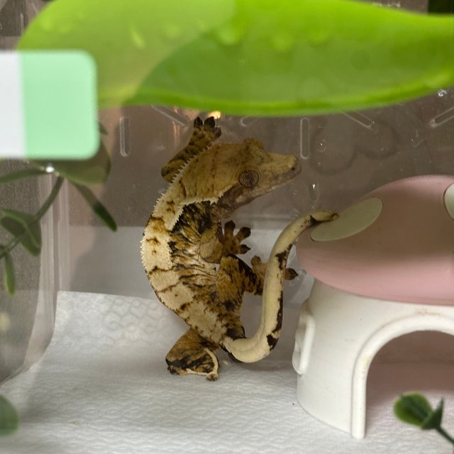 노멀 트라이 익스트림할리퀸 화이트핀