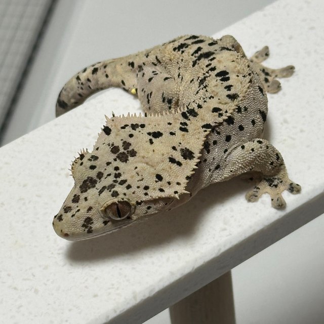 달마시안 슈퍼달마시안 노멀