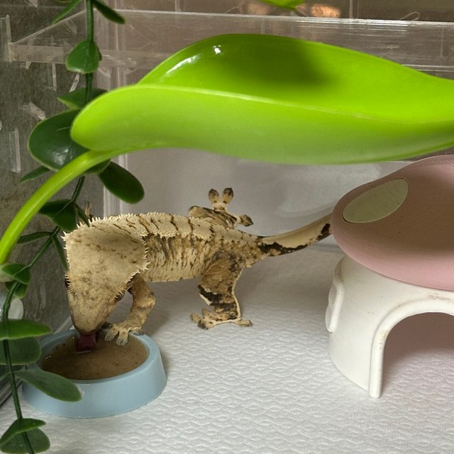 노멀 트라이 익스트림할리퀸 화이트핀