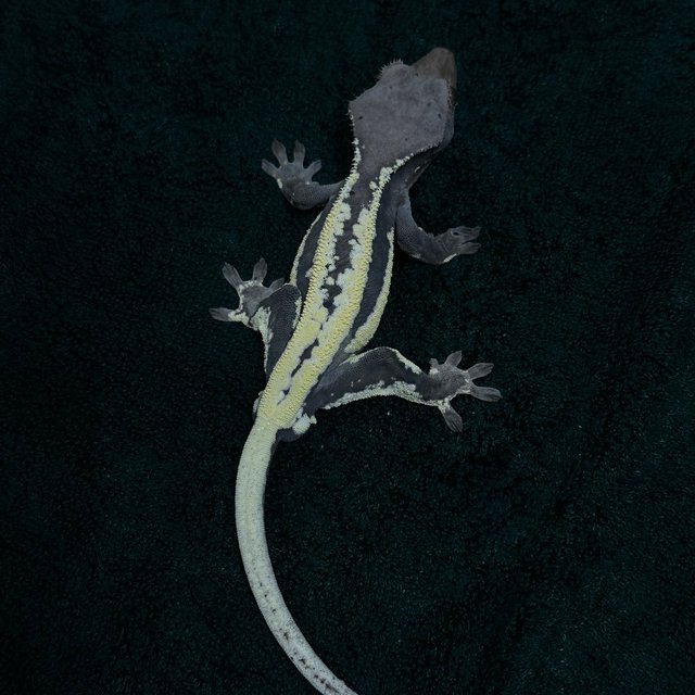 프라푸치노 쿼드