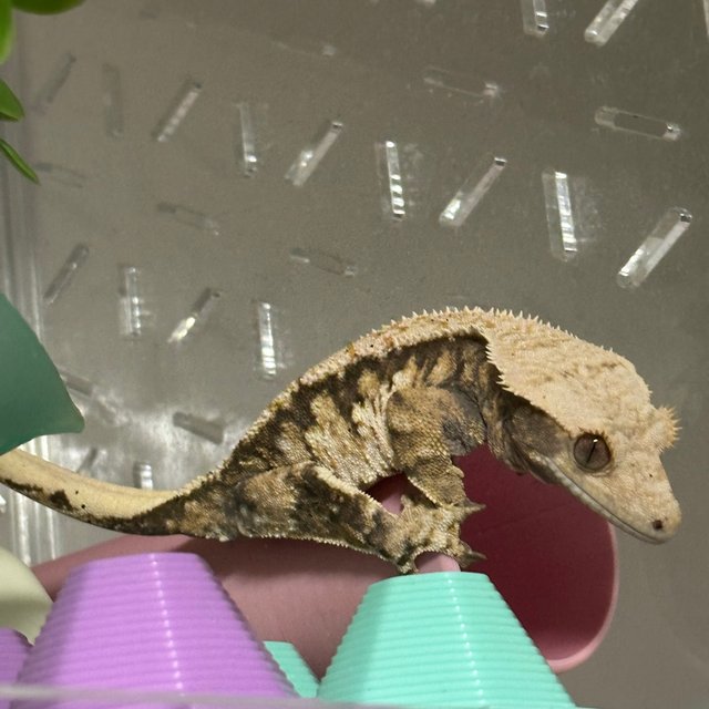 드리피 익스트림할리퀸 텐저린 트라이 노멀