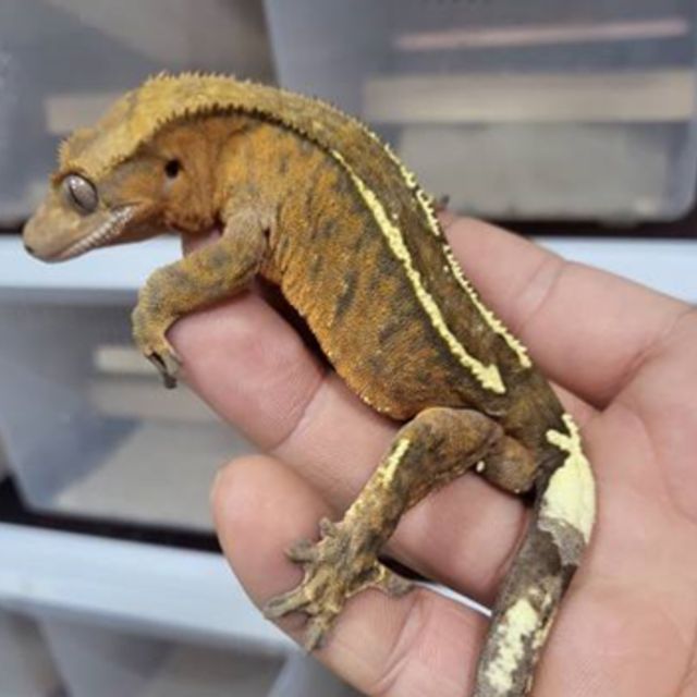 카푸치노