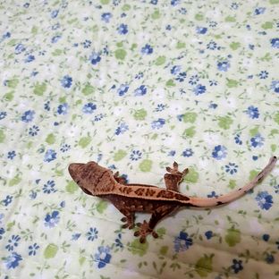 세이블
