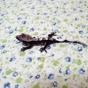 아잔틱