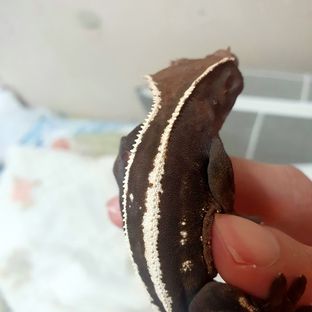 핀블