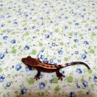 세이블