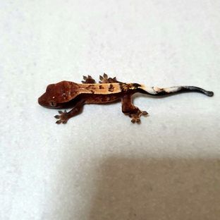세이블