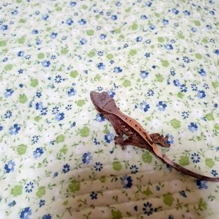세이블