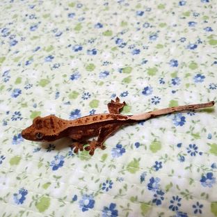 세이블
