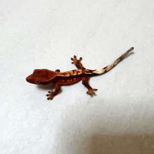 레드 세이블