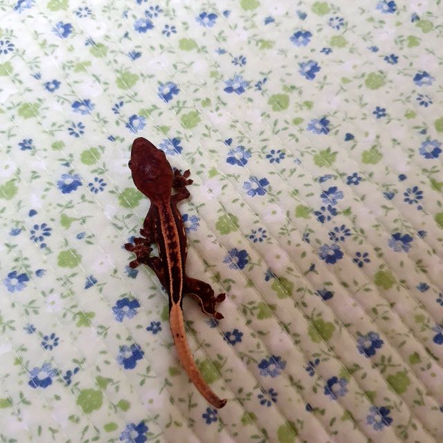 세이블