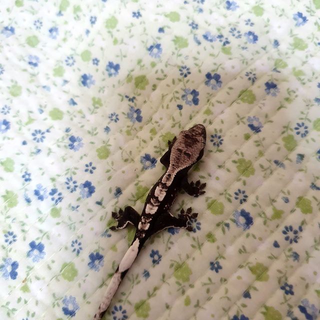 아잔틱