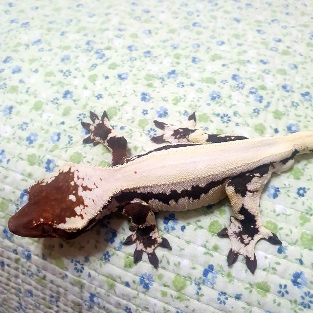 릴리 세이블