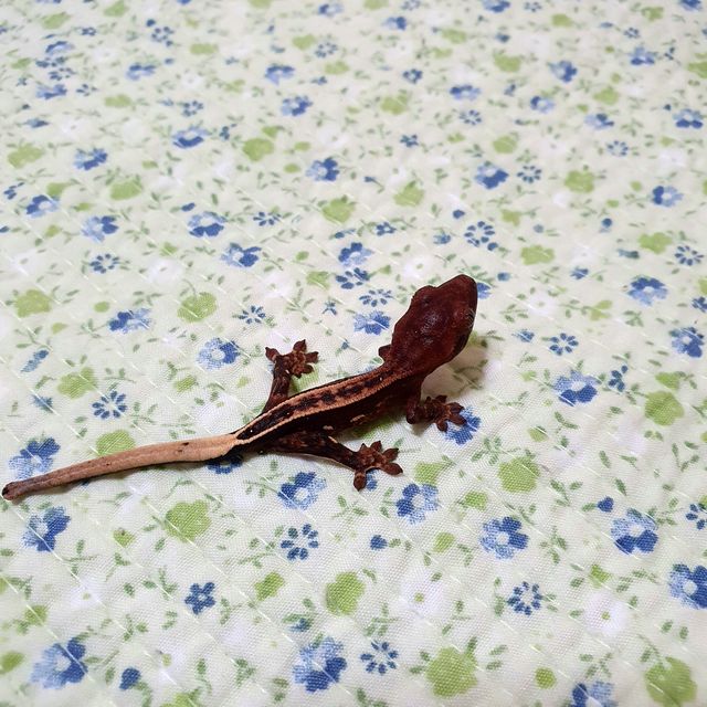 세이블