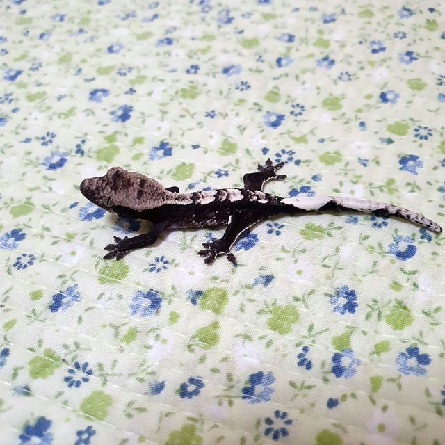아잔틱