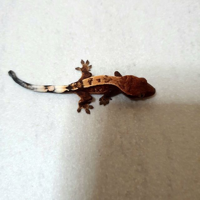 세이블