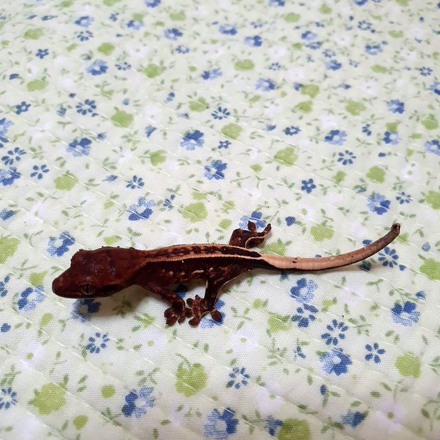 세이블
