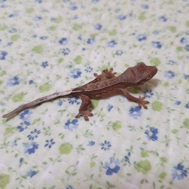 세이블 팬텀