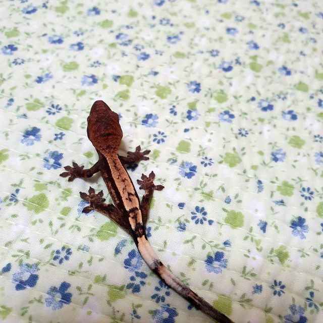 세이블