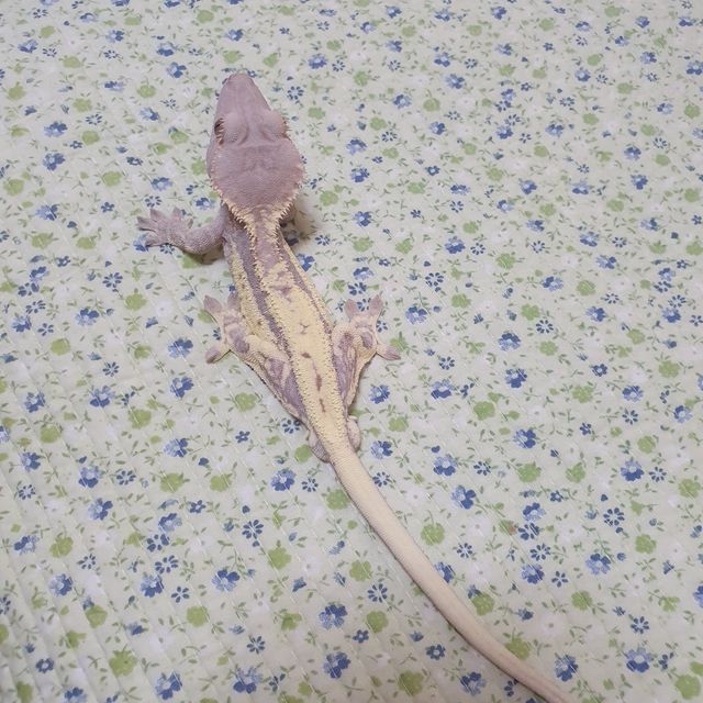 프라푸치노