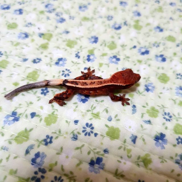 세이블