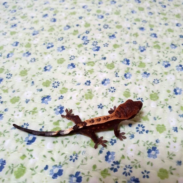 세이블