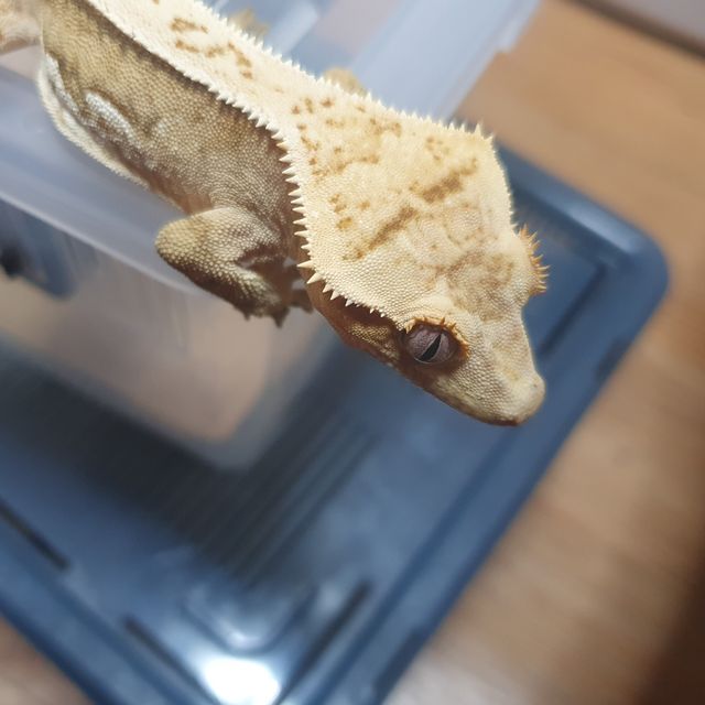 크림시클