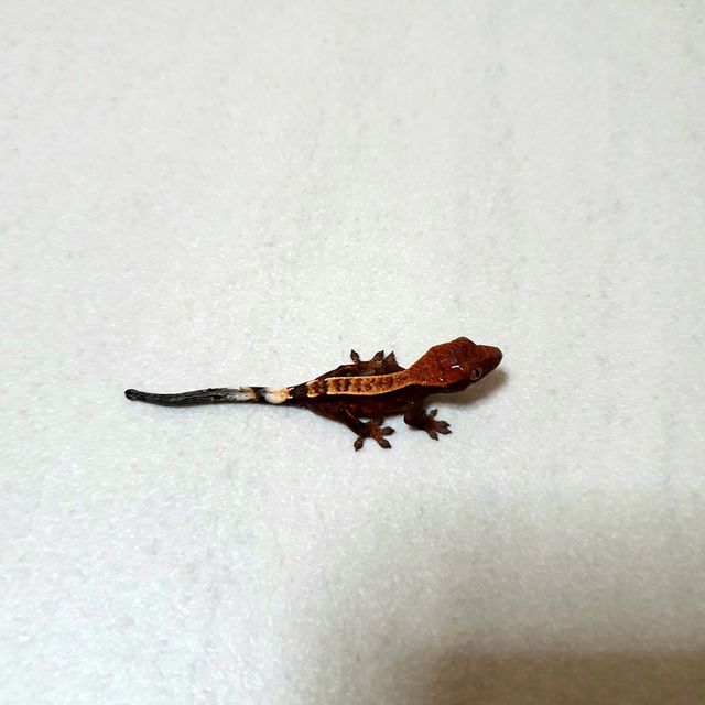 레드 세이블