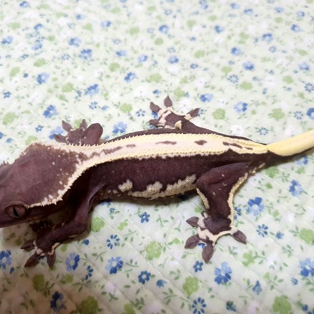 릴잔틱