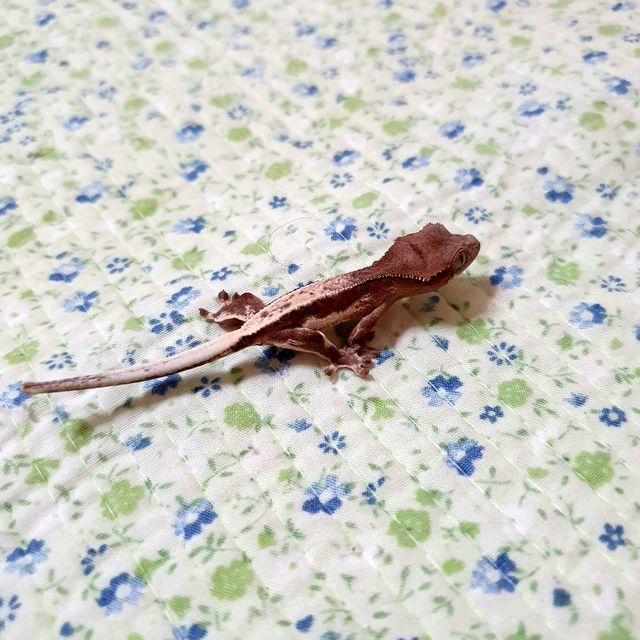 릴리 세이블