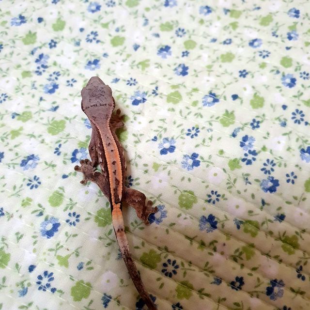 세이블
