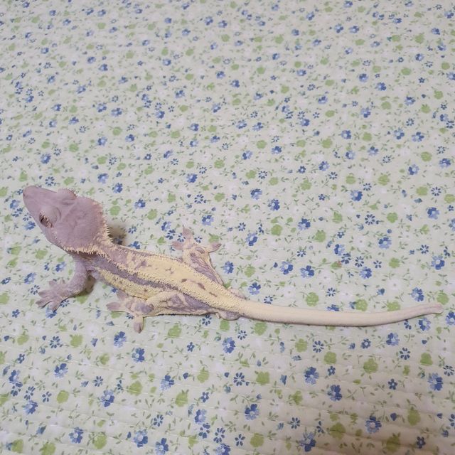 프라푸치노