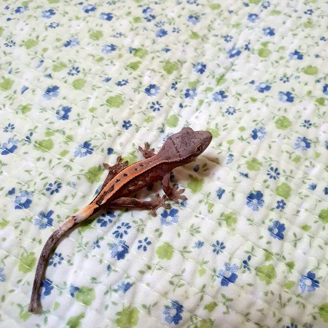 세이블
