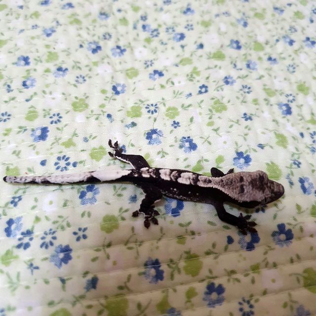 아잔틱