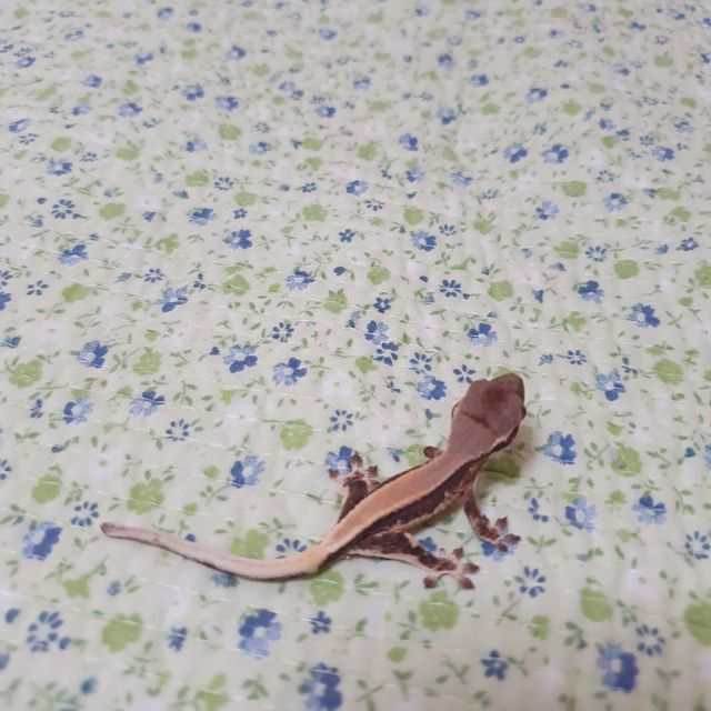 릴리 세이블 솔리드백