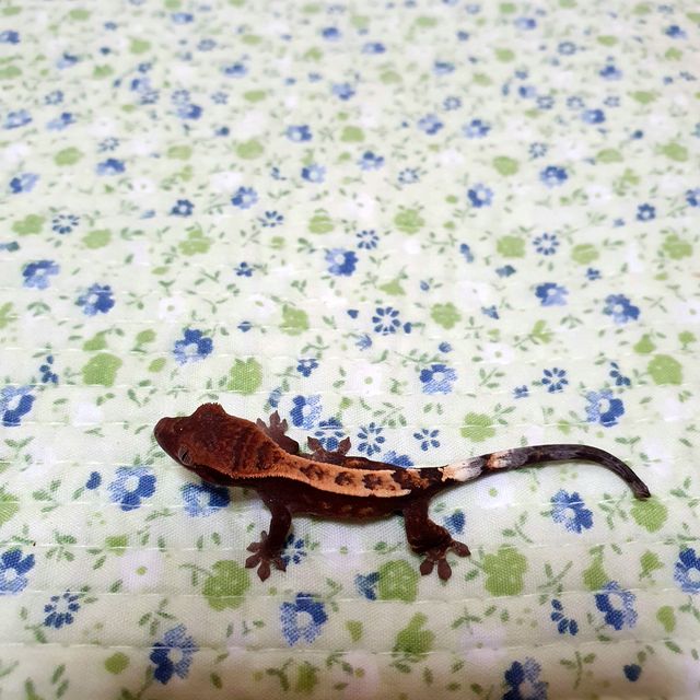 세이블