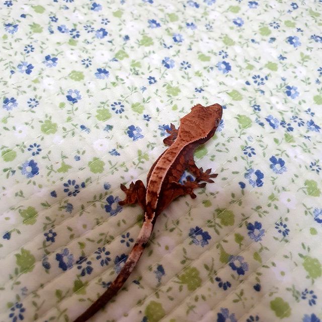 세이블
