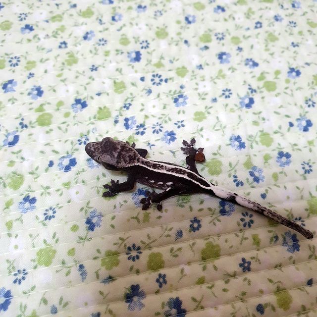 아잔틱