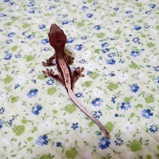 릴리 세이블