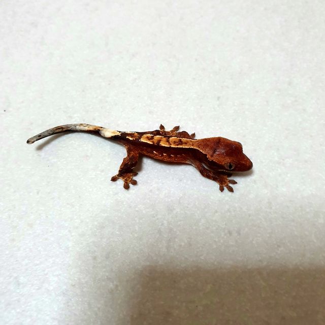 레드 세이블